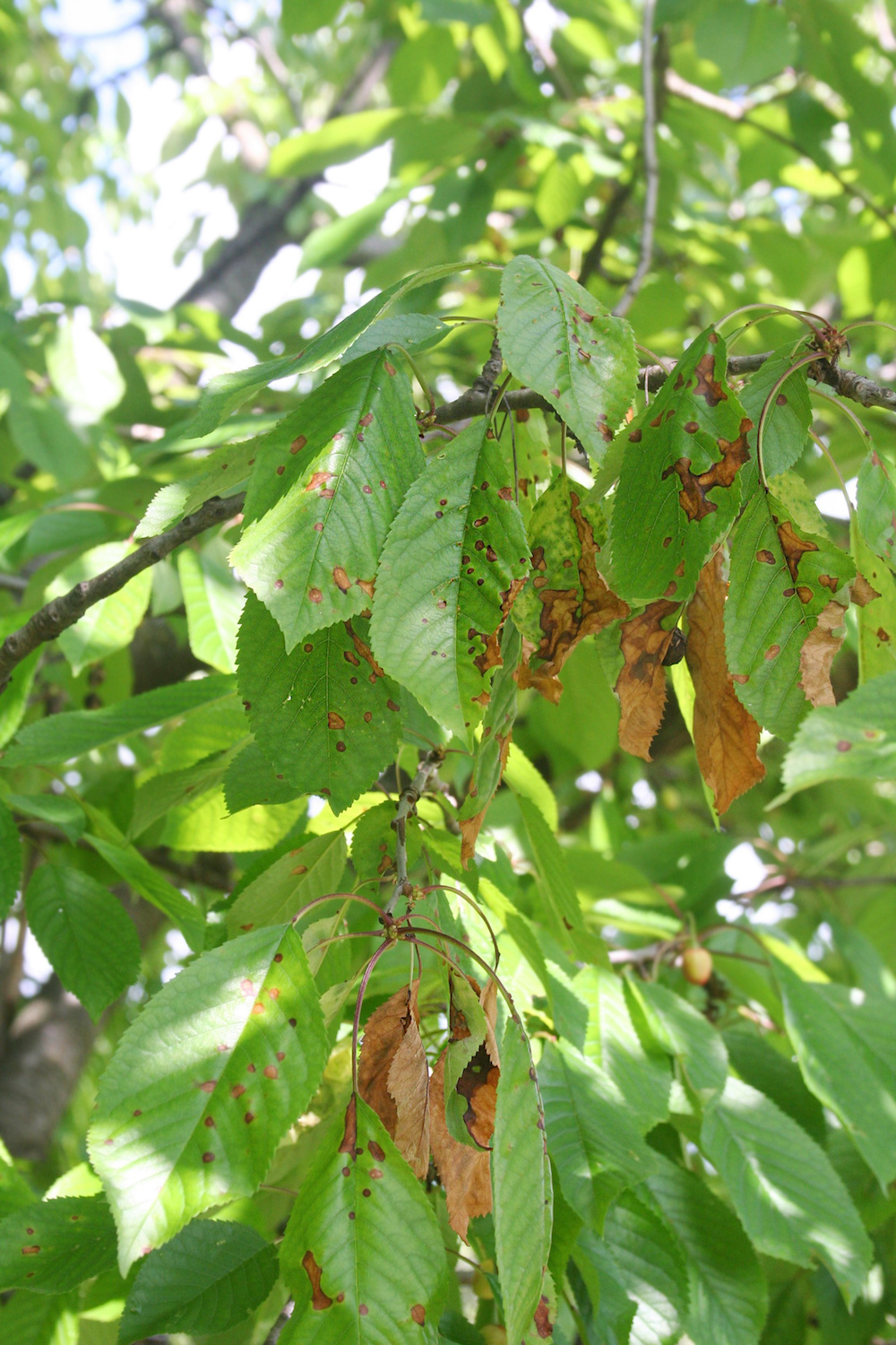 How To Tell The Difference Between Sick And Dead Trees – Arborist Tree ...