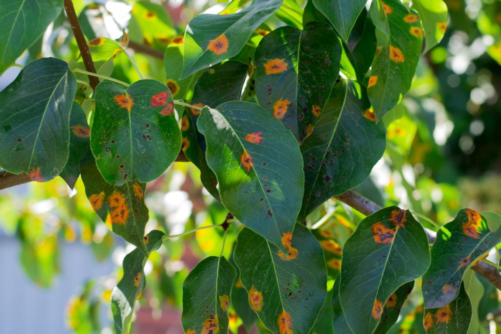 Treatment Tips For Sick Trees – Arborist Tree Doctors